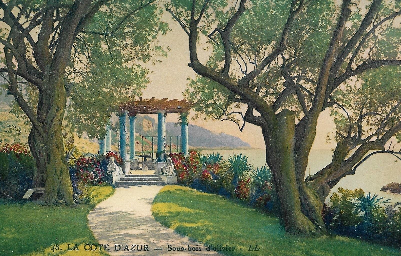 /France/FR_place_1903-1938_LA COTE D'AZUR Sous-bois d'olivier color.jpg